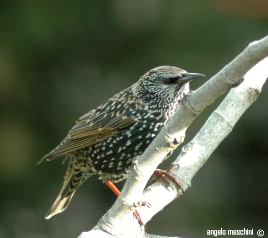 atterraggio di Storno Sturnus vulgaris carrellata d''immagini